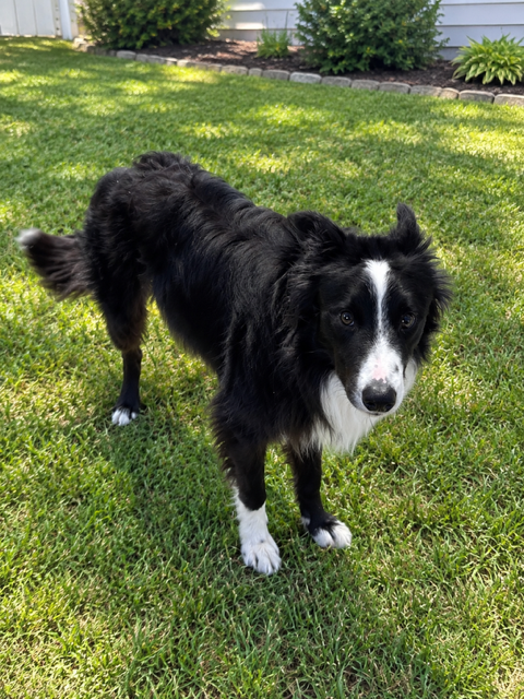 Photo 3 of Bindi