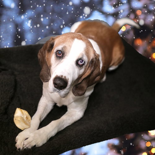Boone, an adoptable Spaniel in Berkeley Springs, WV