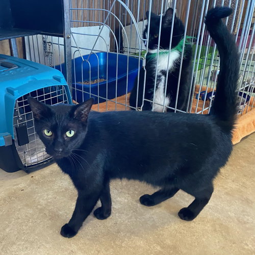SAMMY - Domestic Short Hair available for adoption