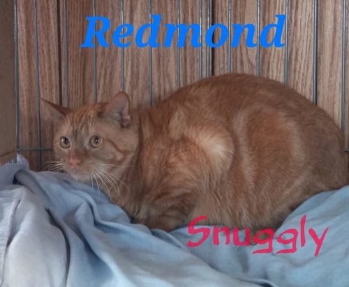 REDMOND - Tabby available for adoption