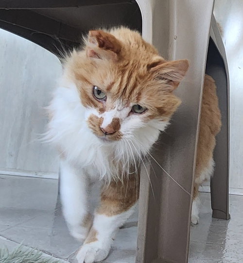 MADDIE - Domestic Long Hair / Tuxedo available for adoption