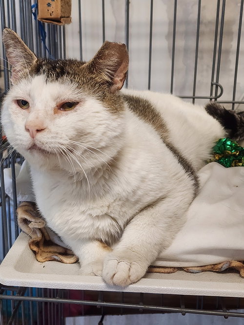 TOBY - Tabby / Domestic Short Hair available for adoption
