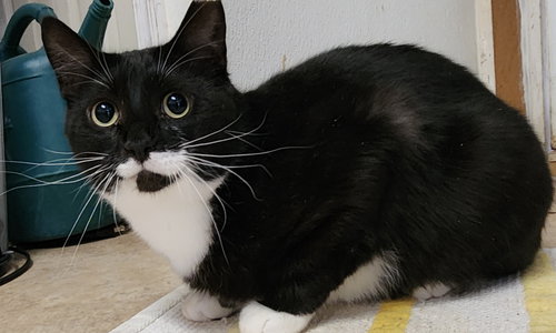DUKE - Domestic Short Hair available for adoption