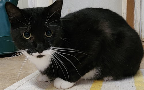 DUKE - Domestic Short Hair available for adoption