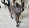 Sir Grey - Photo 4