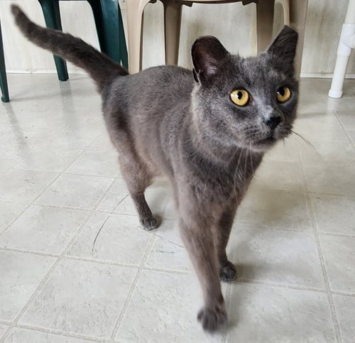 Photo 4 of Sir Grey