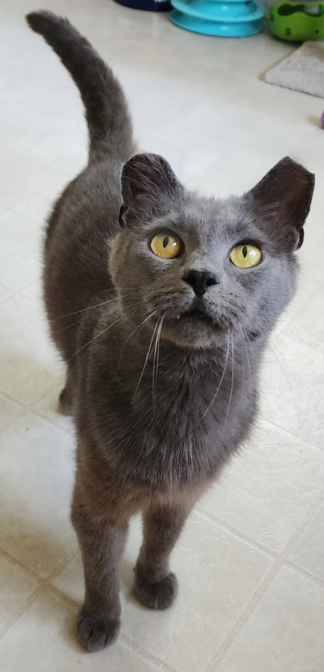 Sir Grey Image