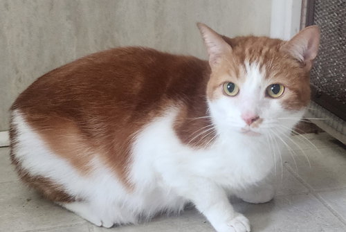 BLAZE - Domestic Short Hair available for adoption