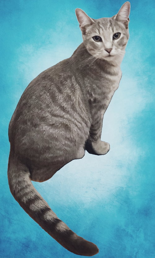 ORLANDO - Domestic Short Hair / Tabby available for adoption