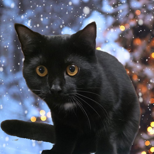 LENNY - Domestic Short Hair available for adoption