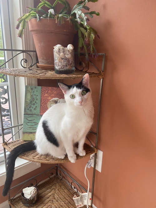 JASMINE - Domestic Short Hair available for adoption