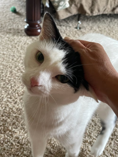 JASMINE - Domestic Short Hair available for adoption