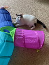 Jasmine - Photo 3
