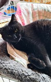 Licorice - Photo 1