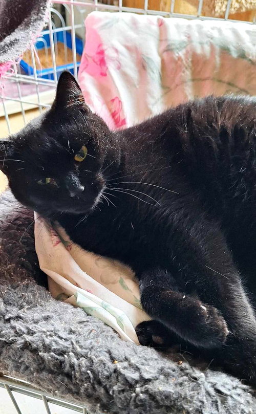LICORICE - Domestic Short Hair available for adoption