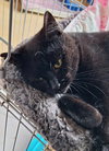 Licorice - Photo 2