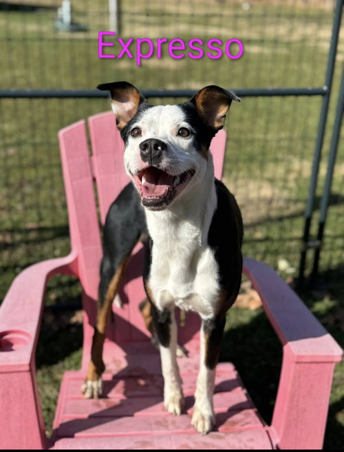 Espresso, an adoptable Terrier in Berkeley Springs, WV