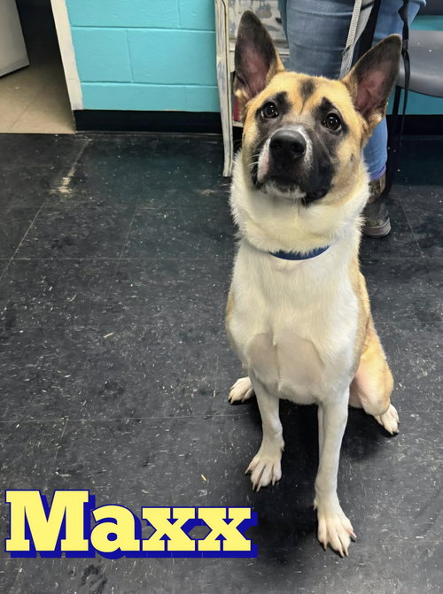 Maxx, an adoptable German Shepherd Dog in Berkeley Springs, WV