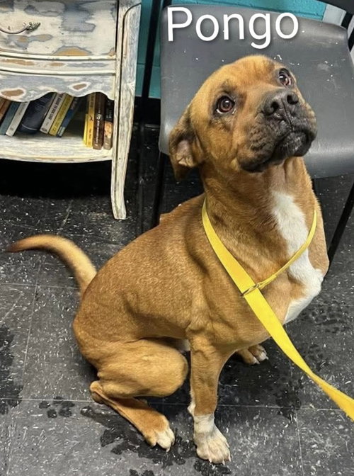 Pongo, an adoptable Great Dane in Berkeley Springs, WV