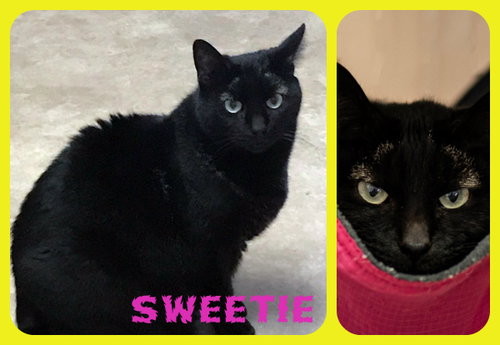 Photo 3 of Sweety
