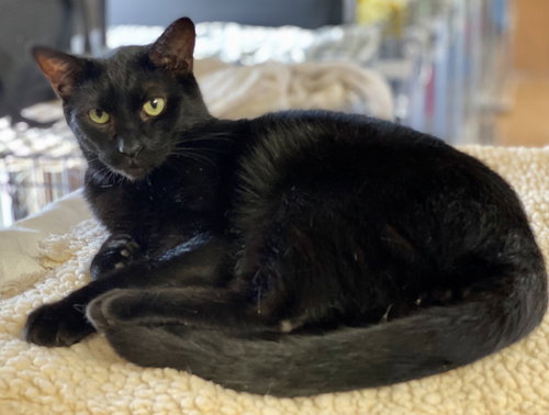 SWEETY - Domestic Short Hair available for adoption