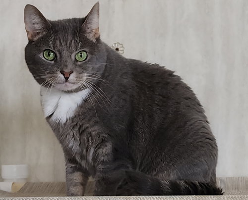 FRITZI - Domestic Short Hair available for adoption