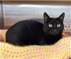 adoptable Cat in , TN named Sasha - $30 Adoption Fee and FREE Gift Bag