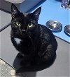 adoptable Cat in  named Hera - $30 Adoption Fee and FREE Gift Bag