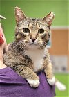 adoptable Cat in , TN named Vernon - $30 Adoption Fee and FREE Gift Bag