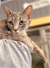 adoptable Cat in  named Chachi - $30 Adoption Fee and FREE Gift Bag