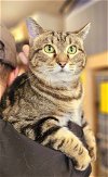 adoptable Cat in , TN named Sophie - CUDDLE BUG and FREE Gift Bag