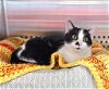 adoptable Cat in  named Annie - $30 Adoption Fee and FREE Gift Bag