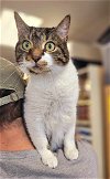adoptable Cat in  named William - $30 Adoption Fee and FREE Gift Bag