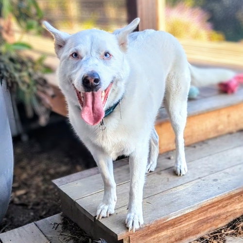 PALOMA - Australian Cattle Dog/Blue Heeler / Siberian Husky available for adoption