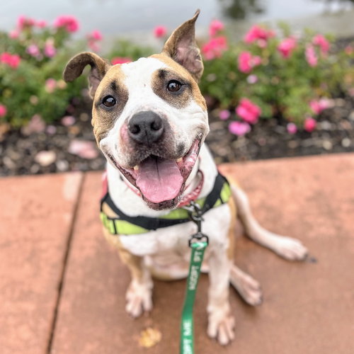 BROOKLYN - American Pit Bull Terrier / Boxer available for adoption