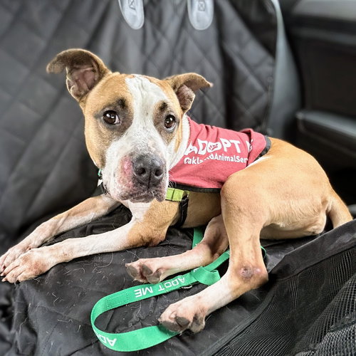 BROOKLYN - American Pit Bull Terrier / Boxer available for adoption