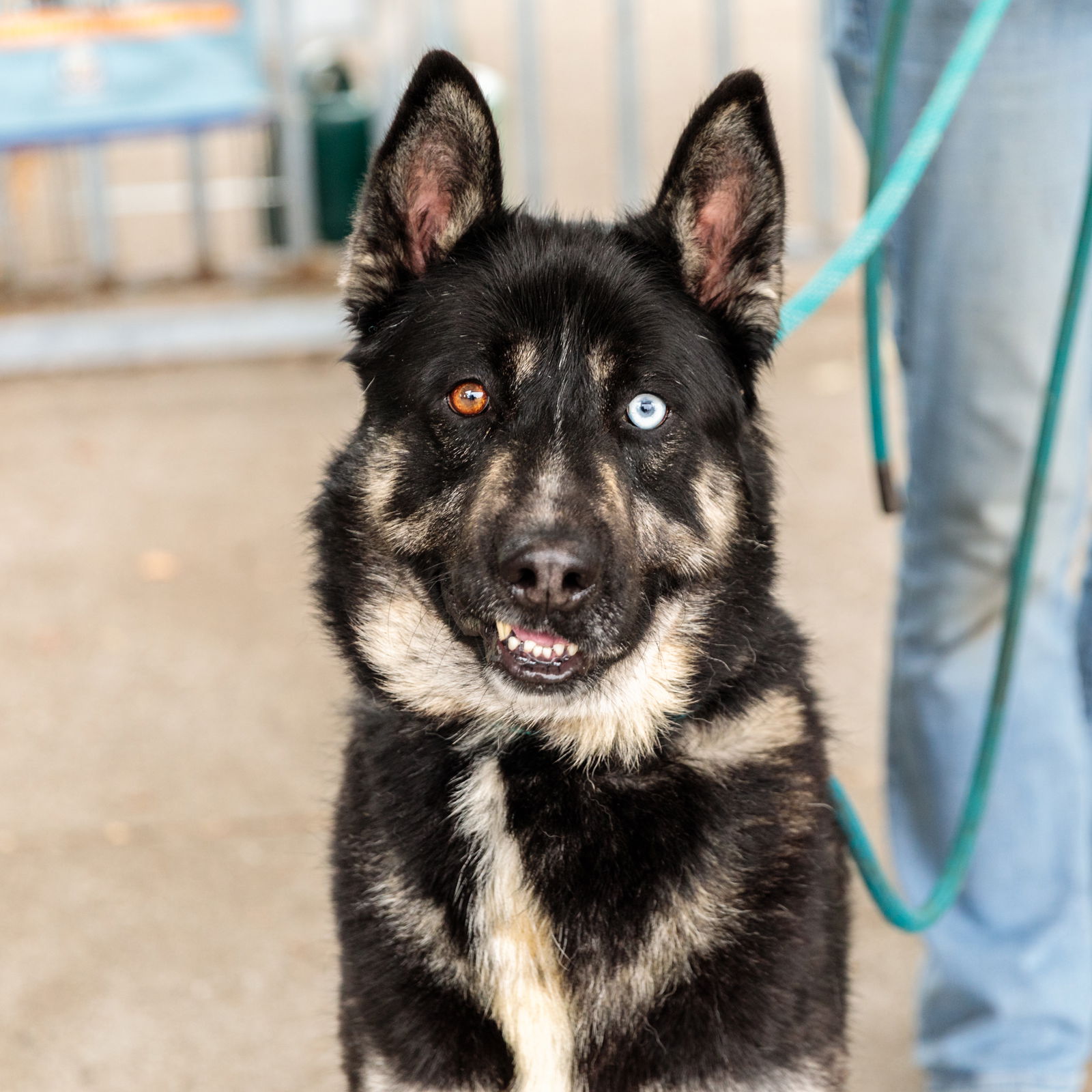 adoptable Dog in Oakland, CA named Sinatra