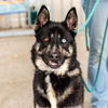 adoptable Dog in oakland, CA named Sinatra