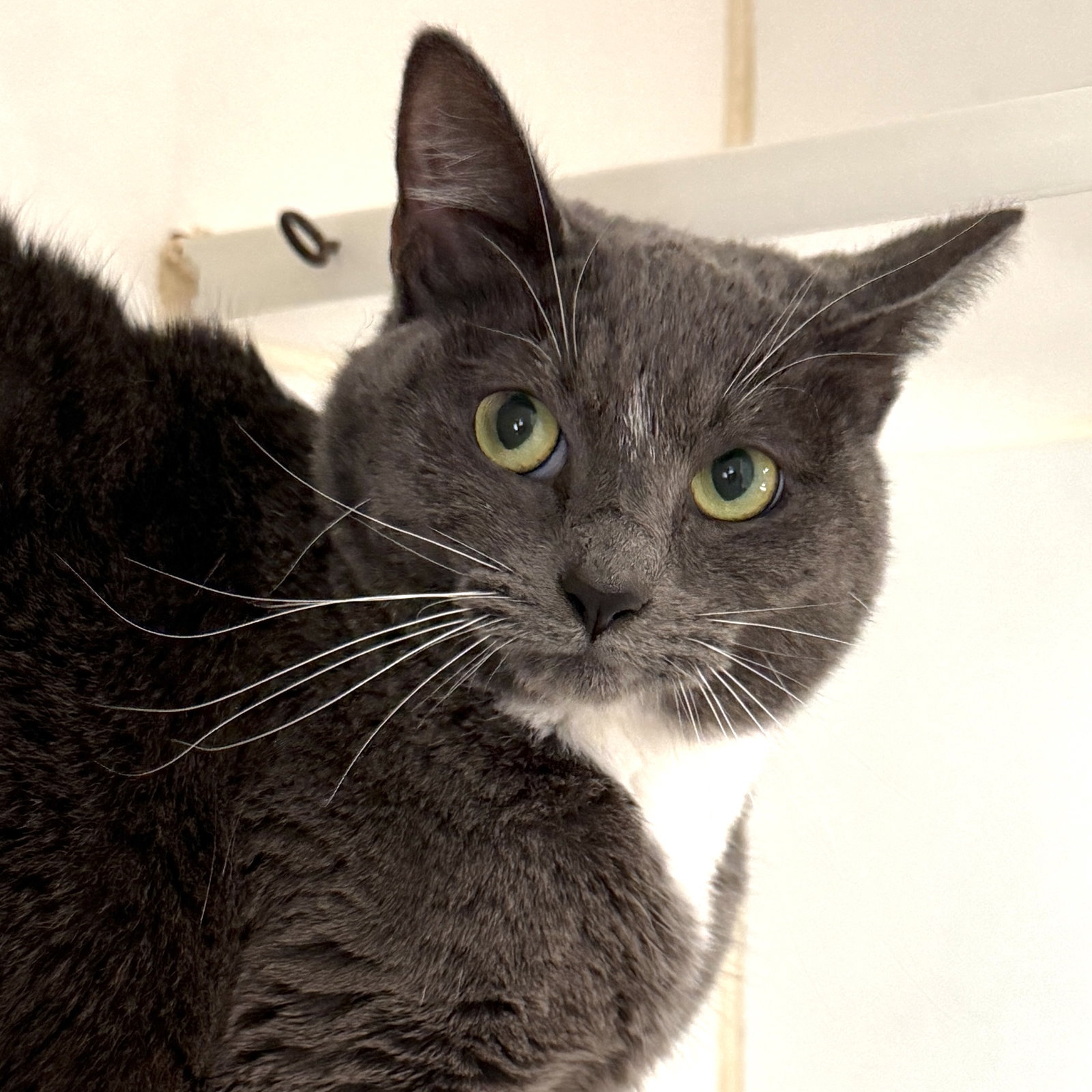 Wickie (bonded w/Dawn) Image