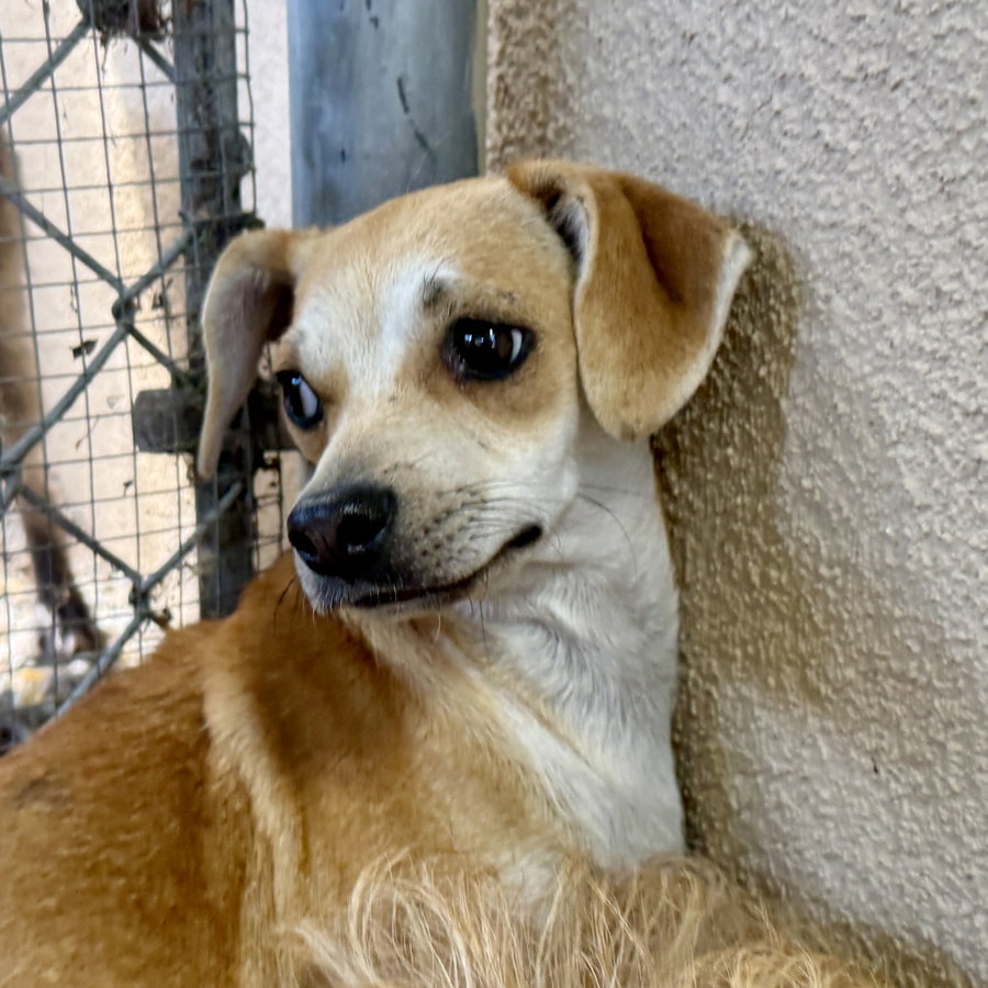 Canary