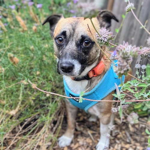 picture of the dog needing adoption
