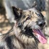adoptable Dog in oakland, CA named Loba