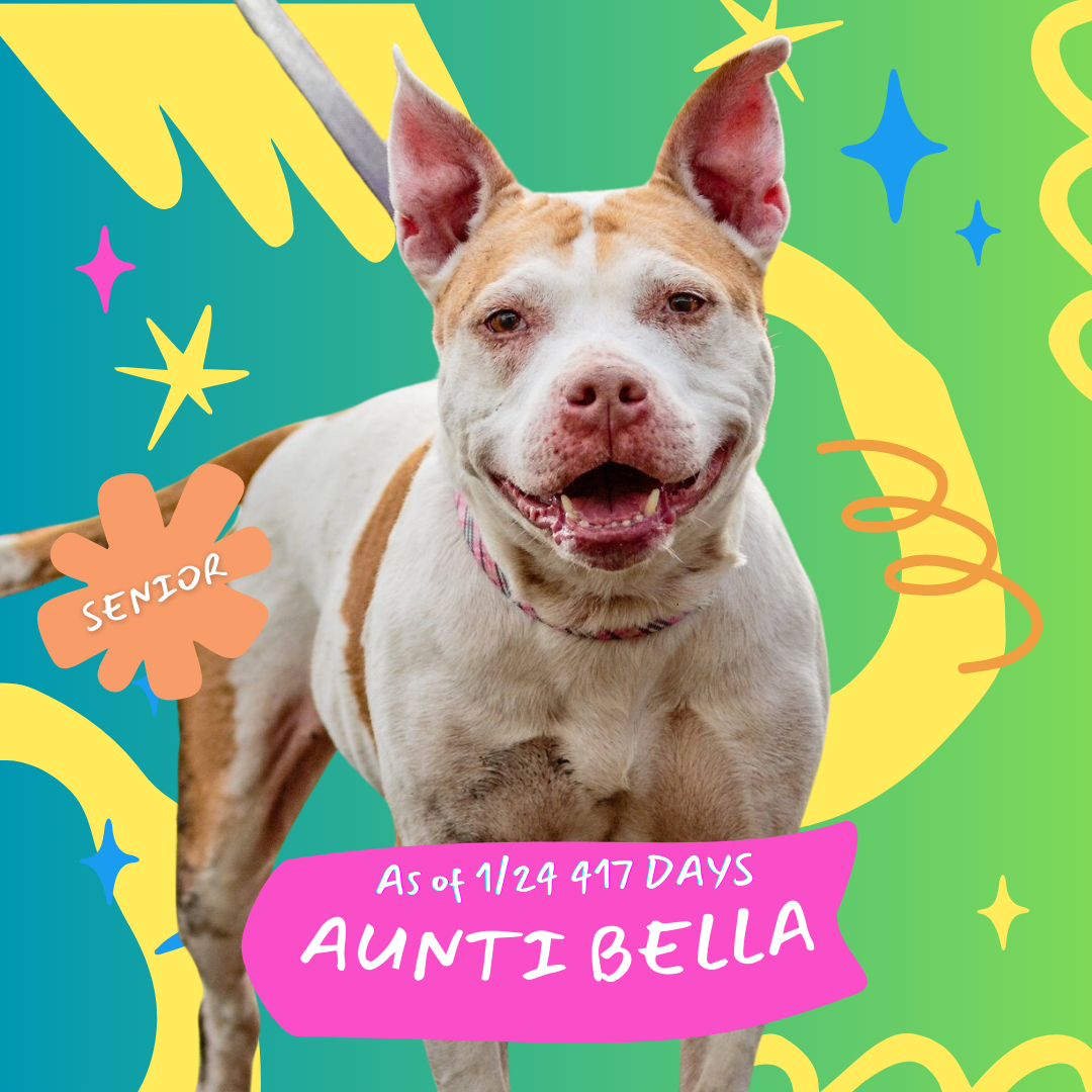 adoptable Dog in Oakland, CA named Aunti Bella