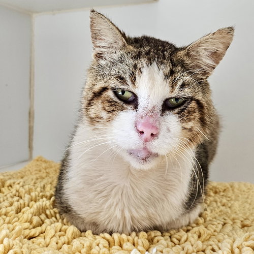 picture of the cat needing adoption