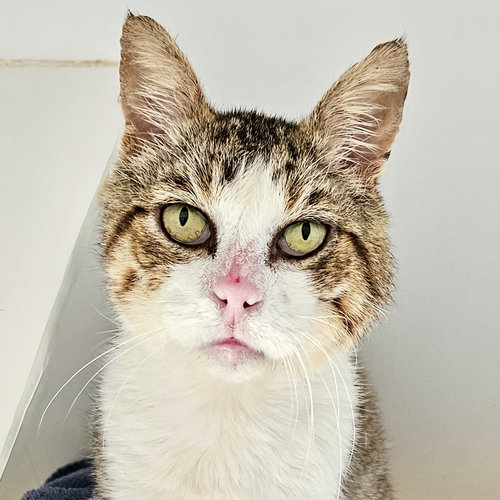 Dax, a cat for adoption from Oakland Animal Services