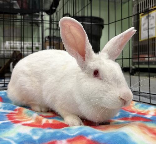 Thumpelina, a rabbit for adoption from Oakland Animal Services