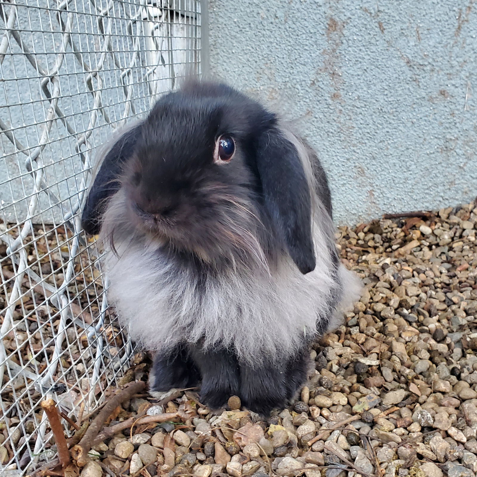 Holland best sale lop mix