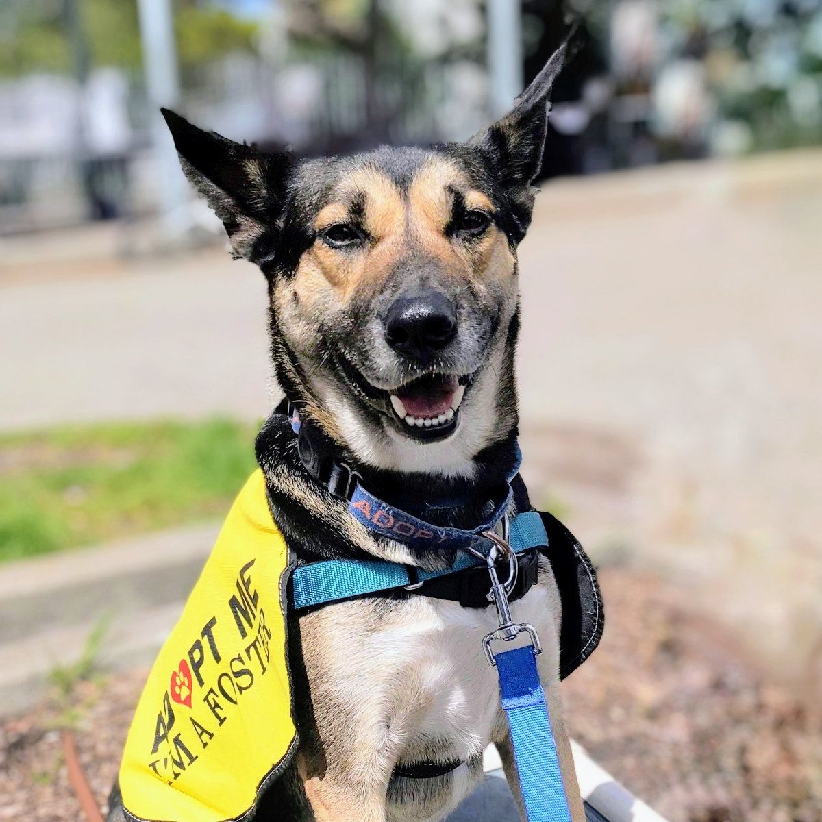 adoptable Dog in Oakland, CA named Milo