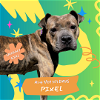 adoptable Dog in  named Pixel