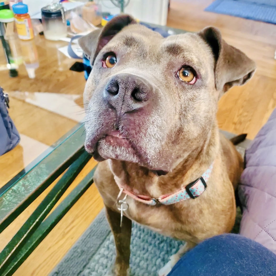 adoptable Dog in Oakland, CA named Pixel